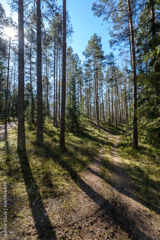 Obraz premium dark forest with tree trunks casting shadows on the ground