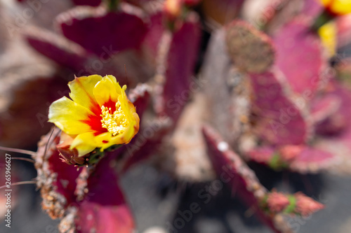 Colorful cactus plants varieties growing on volcanic lava sand soil in cactus garden near Quatiza, Lanzarote, Canary Islands, Spain. © gitusik