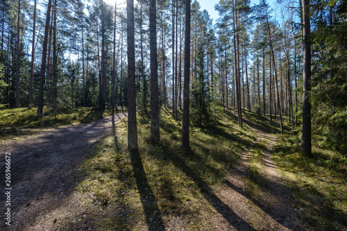 dark forest with tree trunks casting shadows on the ground