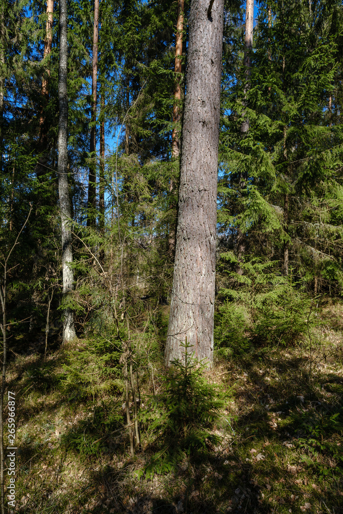 Obraz premium dark forest with tree trunks casting shadows on the ground
