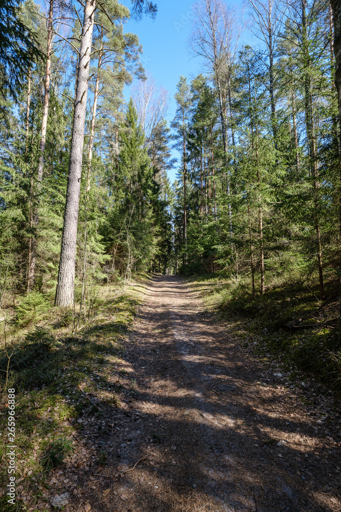 dark forest with tree trunks casting shadows on the ground dark forest with tree trunks casting shadows on the ground