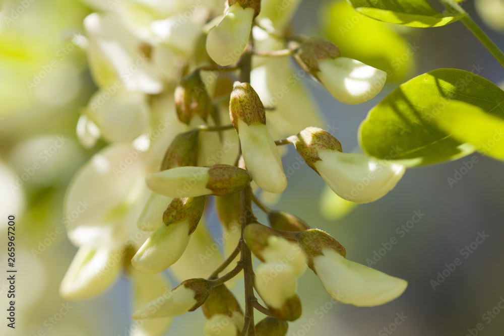 Acacia Blossom. White acacia blossom and leaves Acacia Blossom. White acacia blossom and leaves