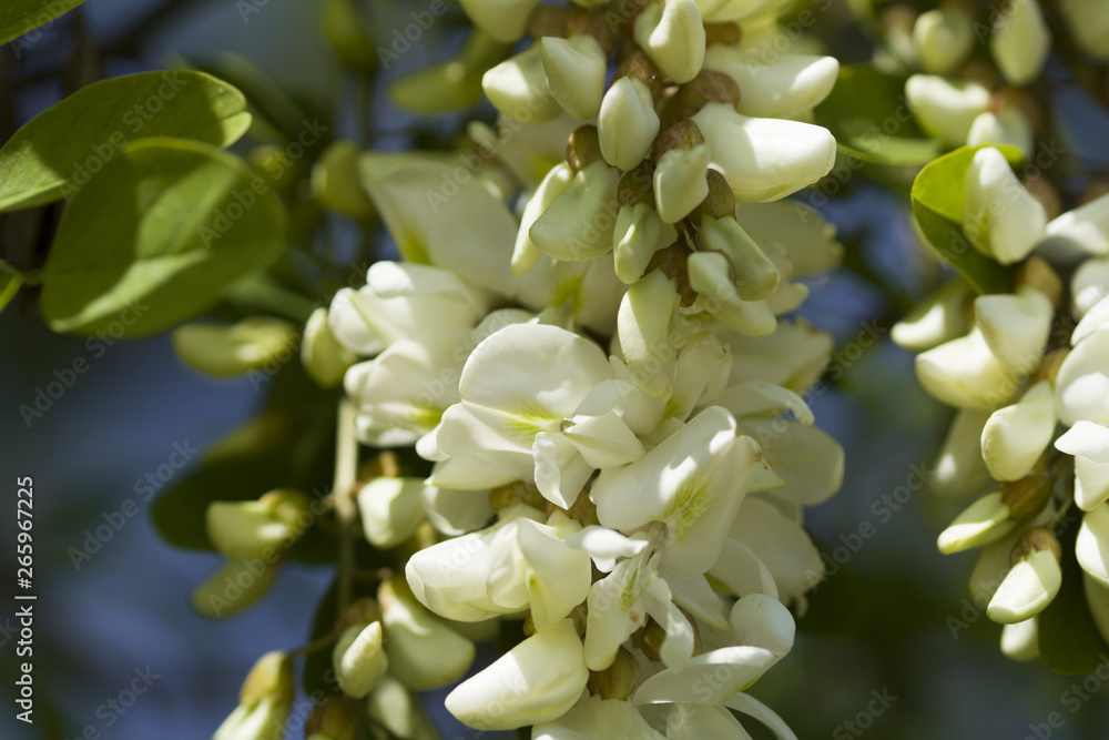Acacia Blossom. White acacia blossom and leaves Acacia Blossom. White acacia blossom and leaves