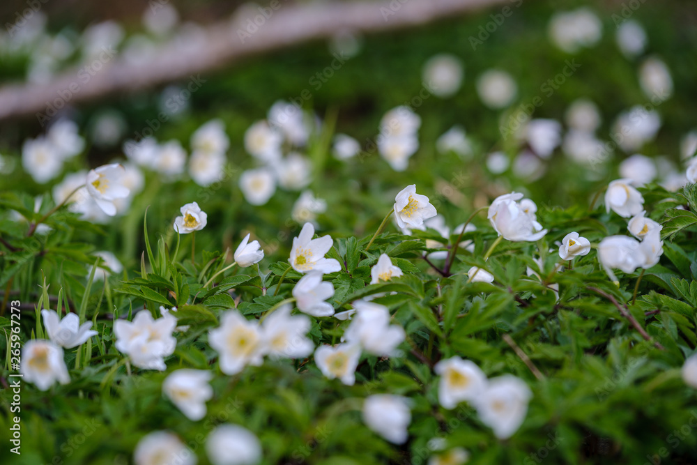 large field of snowdrops flowers in spring green meadow in forest large field of snowdrops flowers in spring green meadow in forest