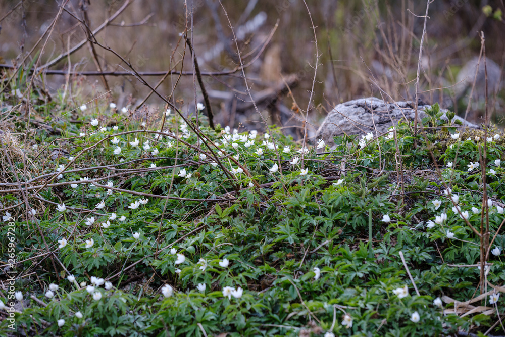 large field of snowdrops flowers in spring green meadow in forest large field of snowdrops flowers in spring green meadow in forest