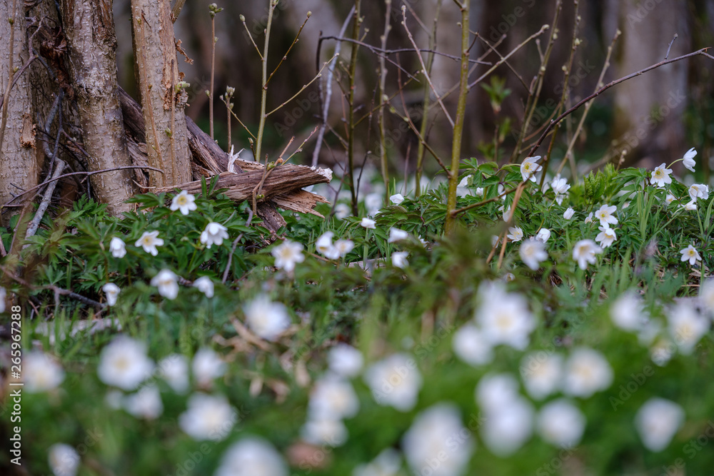 large field of snowdrops flowers in spring green meadow in forest large field of snowdrops flowers in spring green meadow in forest