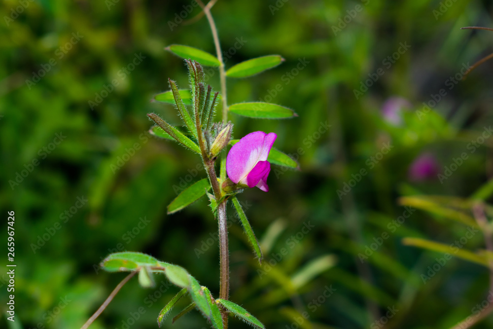 close up of natural weeds growing on the bank of a river with blurred background. close up of natural weeds growing on the bank of a river with blurred background.