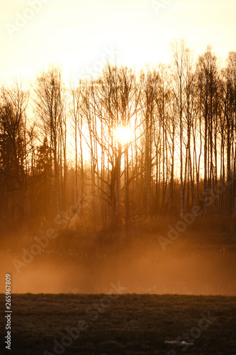 large oak tree in open field in sunset with sun behind it