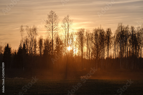 large oak tree in open field in sunset with sun behind it