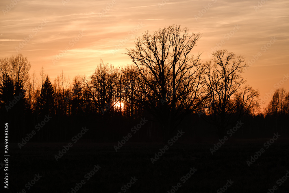 large oak tree in open field in sunset with sun behind it
