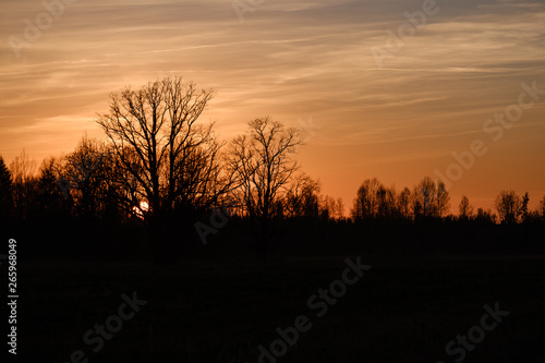 large oak tree in open field in sunset with sun behind it © Martins Vanags