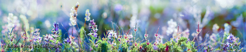 dzikie kwiaty i trawa zbliżenie poziome zdjęcie panoramiczne