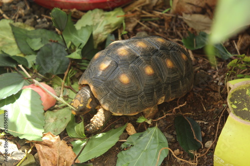 little turtle eating hibiscus leaves