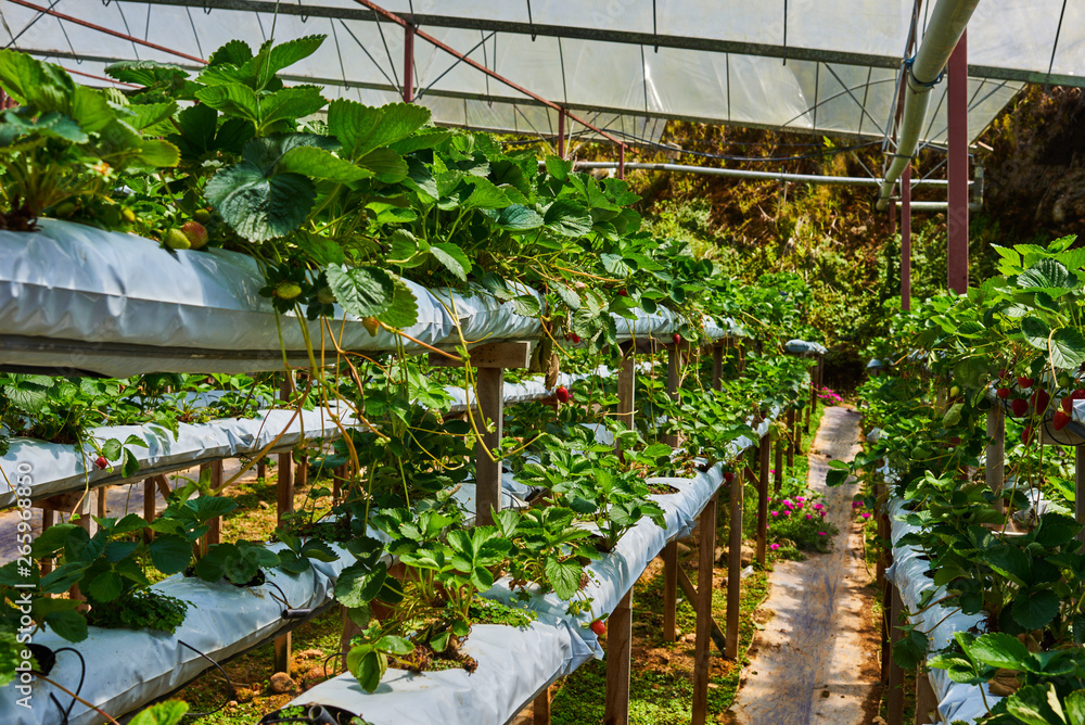 Hydroponics row in plantation. Indoor strawberries farm. Substrate cultivation of strawberries under plastic film on the pickers ergonomic height. Smart agriculture, farm, technology concept.