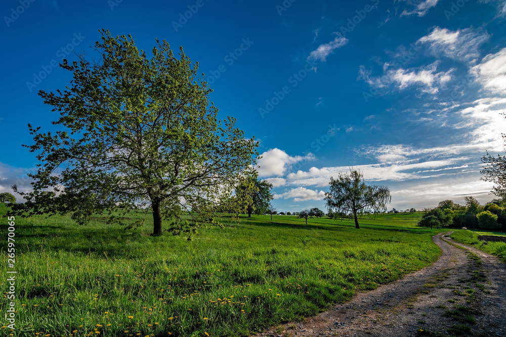 The path in the green fields with some trees and a blue sky with few clouds