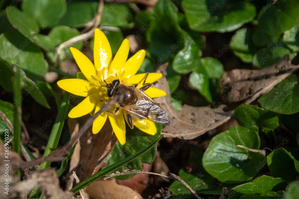 Fototapeta premium Biene auf einer gelben Blüte