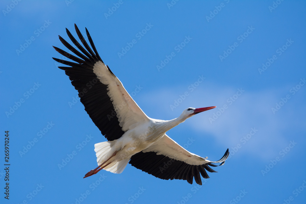 Obraz premium Storch im Flug