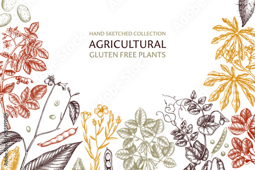 Agricultural legume plants background. Gluten free food design. Vector vegetables drawing in engraved style. Hand drawn healthy products template. Great for packaging, menu, label, wrapping. 
