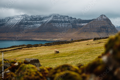 Sheep spotted on the hike to Kap Enniberg in front of foggy, snow-covered mountains in Viðareiði (Faroe Islands, Denmark, Europe) photo