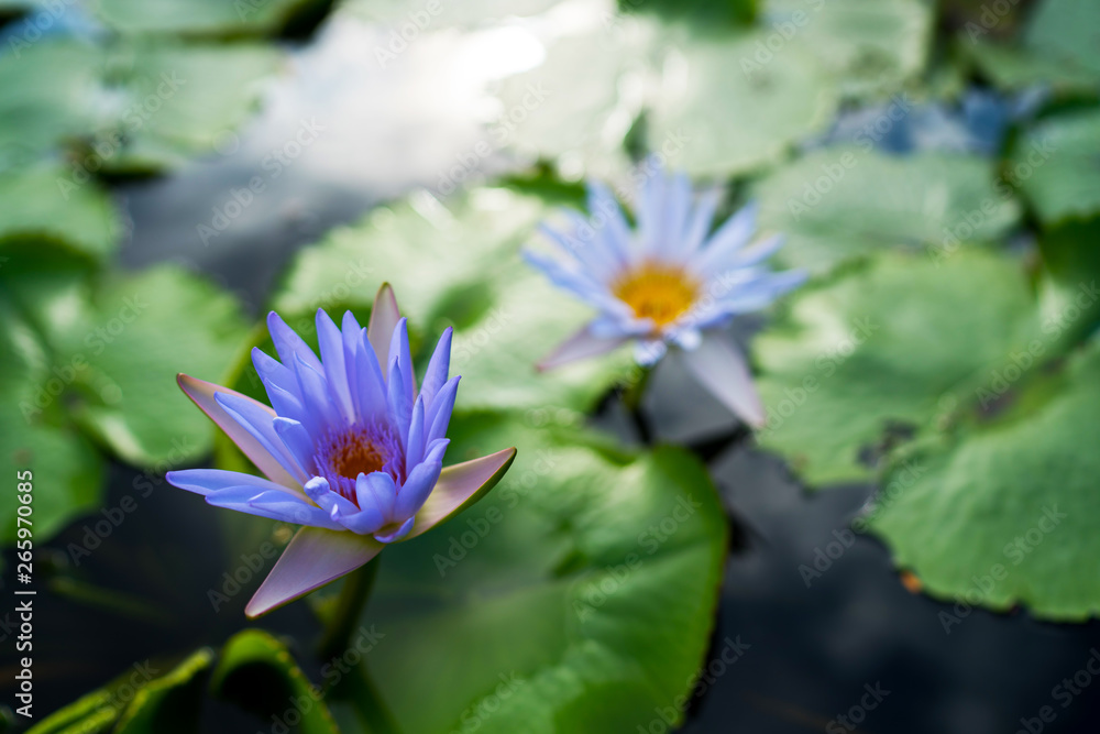 Beautiful water lily or lotus flower with green leaf in pond. Nature background. Lotus flower in the natural conditions of the reservoir.