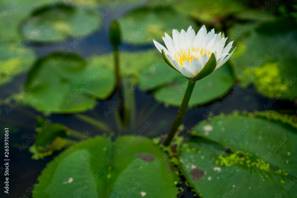 Beautiful white water lily or lotus flower with green leaf in pond. Nature background. Lotus flower in the natural conditions of the reservoir. Beautiful white water lily or lotus flower with green leaf in pond. Nature background. Lotus flower in the natural conditions of the reservoir.