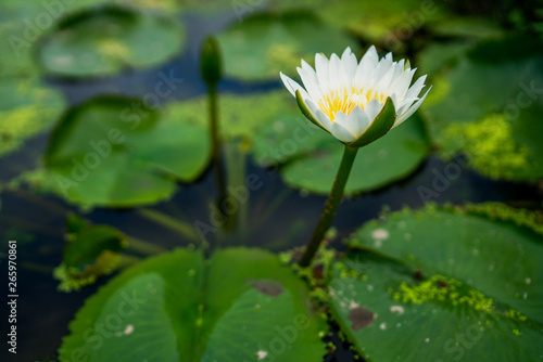 Beautiful white water lily or lotus flower with green leaf in pond. Nature background. Lotus flower in the natural conditions of the reservoir.