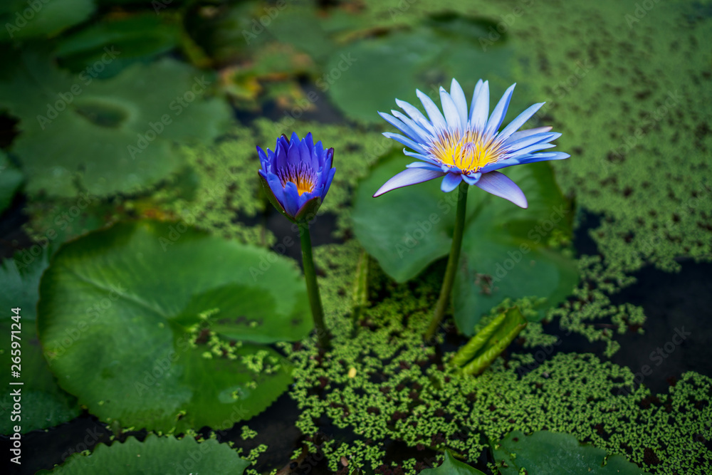 Beautiful water lily or lotus flower with green leaf in pond. Nature background. Lotus flower in the natural conditions of the reservoir. Beautiful water lily or lotus flower with green leaf in pond. Nature background. Lotus flower in the natural conditions of the reservoir.
