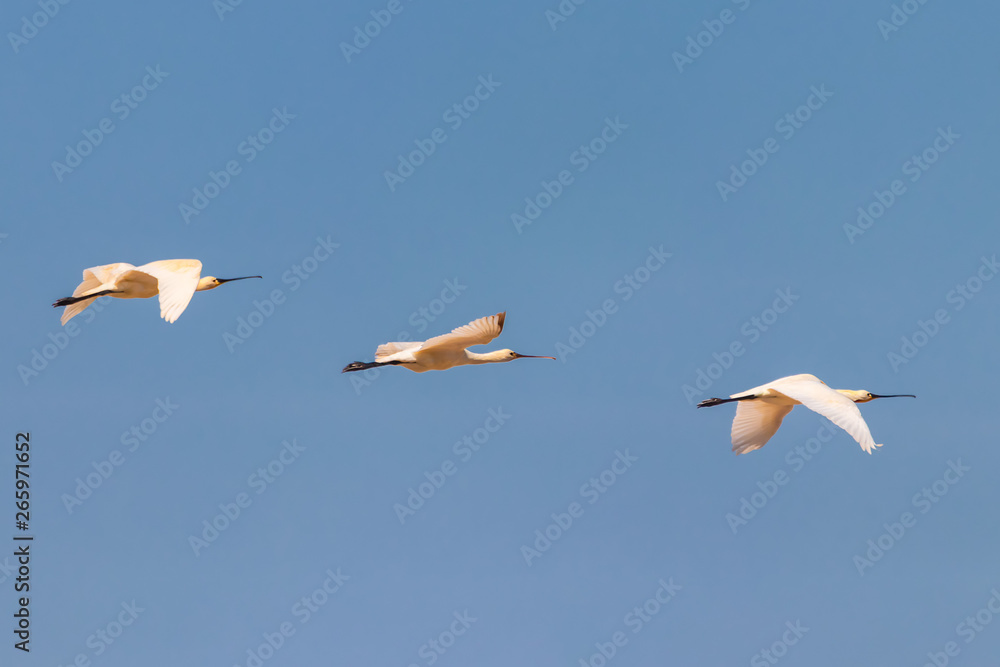 Eurasian Spoonbill (Platalea leucorodia) in flight in Donana National Park, Andalusia, Spain Eurasian Spoonbill (Platalea leucorodia) in flight in Donana National Park, Andalusia, Spain