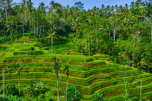 Beautiful landscape with rice terraces and coconut palms near Tegallalang village  Ubud  Bali  Indonesia.