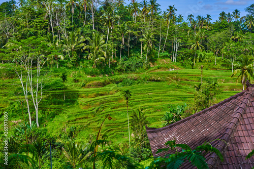 The green fields of the Tegalalang rice paddies in the heart of Bali, Indonesia.