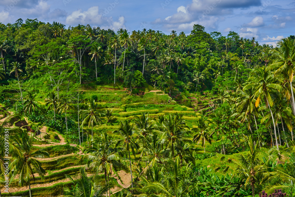 The green fields of the Tegalalang rice paddies in the heart of Bali, Indonesia.