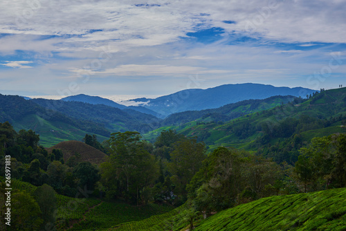Landscape of tea plantation on mountains at Cameron Highlands with mist at sunrise near Kuala Lumpur  Malaysia.