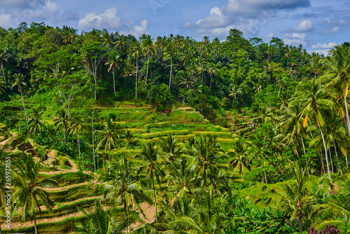 The green fields of the Tegalalang rice paddies in the heart of Bali, Indonesia.