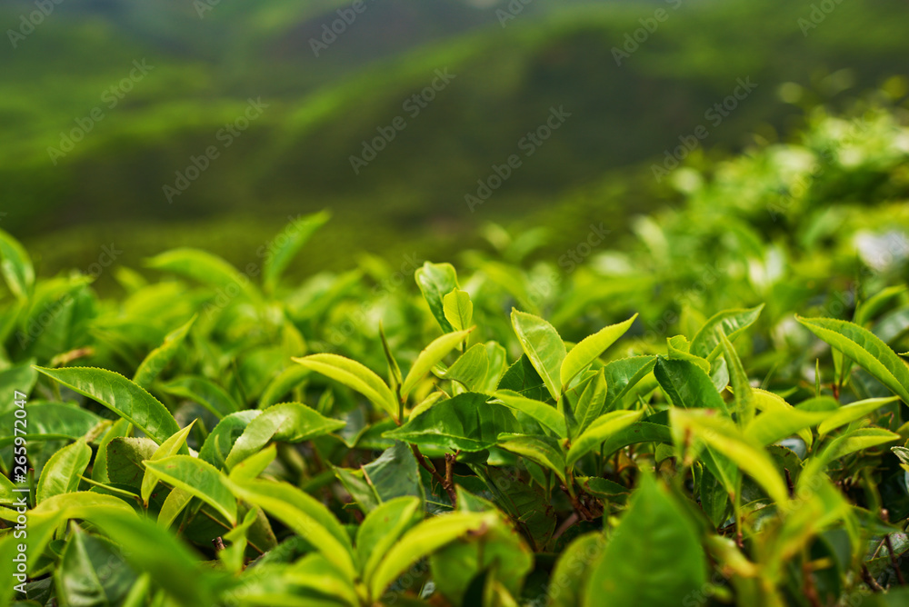 Beautiful fresh green tea background. Selective focustea leaves with drops of morning dew. Sungai Palas in Cameron Highlands, Malaysia. Beautiful fresh green tea background. Selective focustea leaves with drops of morning dew. Sungai Palas in Cameron Highlands, Malaysia.