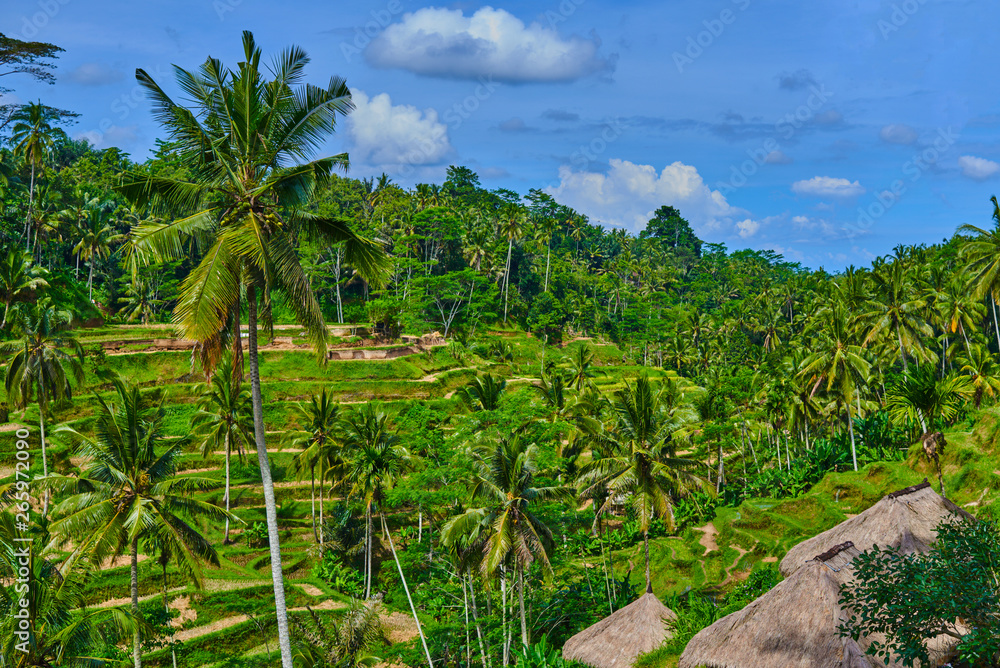 Beautiful rice terraces well-watered volcanic slopes, Ubud, Bali.