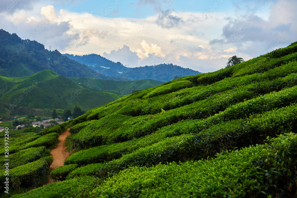 Amazing landscape view of tea plantation in sunset or sunrise time. Nature background with blue sky and cloudes.