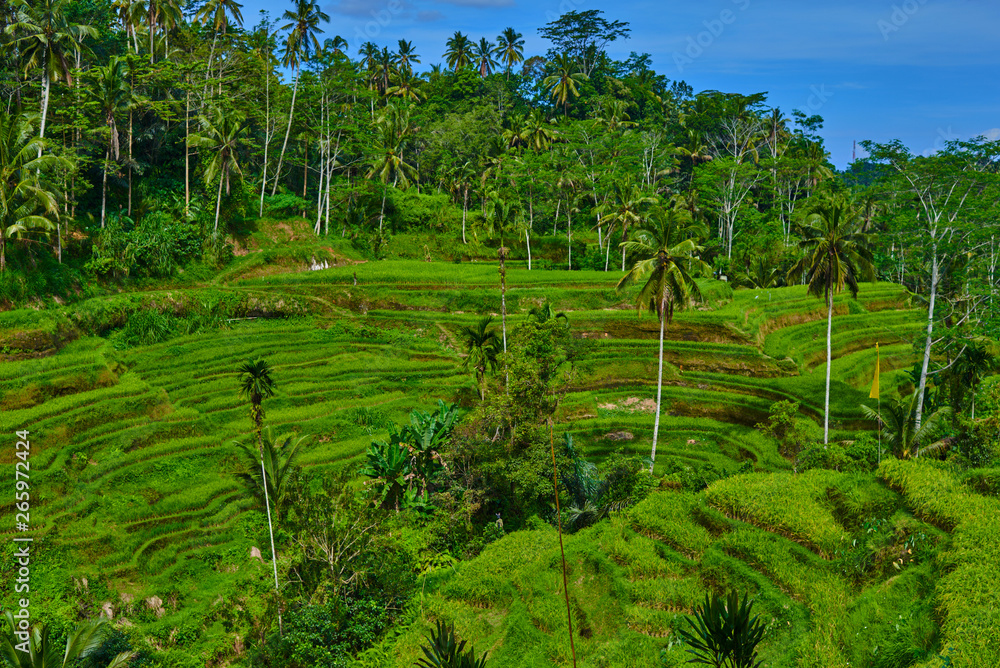 Beautiful landscape with rice terraces and coconut palms near Tegallalang village, Ubud, Bali, Indonesia. Beautiful landscape with rice terraces and coconut palms near Tegallalang village, Ubud, Bali, Indonesia.