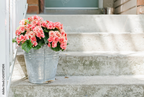 Papier peint Bucket with fresh Begonia flowers by the front door