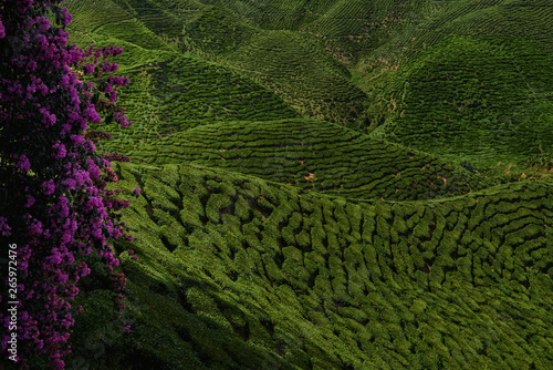 Green hills covered by tea plantations Sungai Palas in Cameron Highlands, Malaysia. Beautiful fresh green background. Nature landscape. Beauty world.