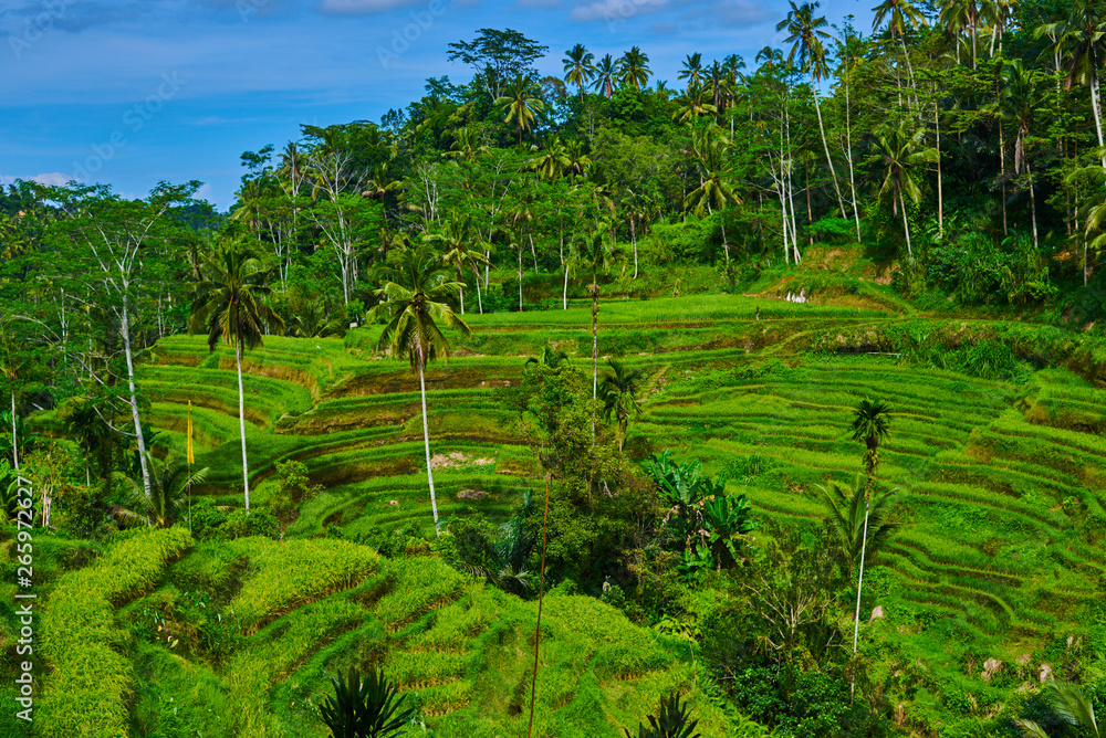 Nice view of rice fields in Bali, Indonesia. Bali landscape with rice terraces. Light and shadow in nature. Spectacular views.