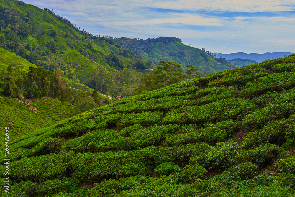 Landscape of tea plantation on mountains at Cameron Highlands with mist at sunrise near Kuala Lumpur, Malaysia.