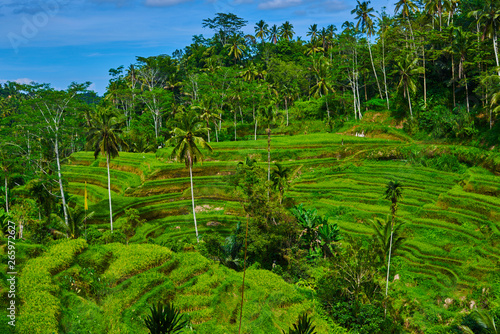 Nice view of rice fields in Bali  Indonesia. Bali landscape with rice terraces. Light and shadow in nature. Spectacular views.