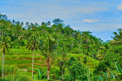 Tegallalang rice Terraces, Ubud, Bali, Indonesia. Summer travel at Indonesia.