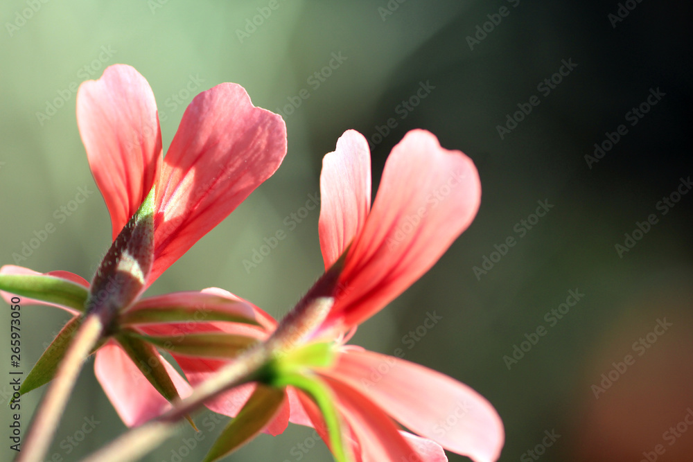 Fototapeta premium FIORE