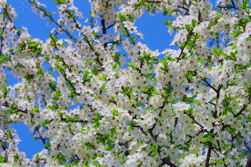 Blooming cherry. White flowers on a tree branch on a green background