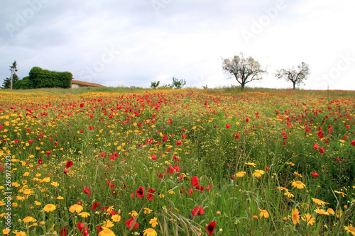 CAMPO GIALLOROSSO