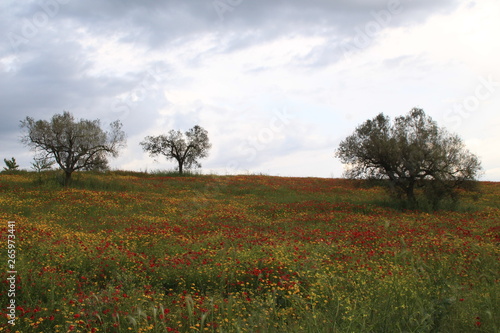 ALBERI