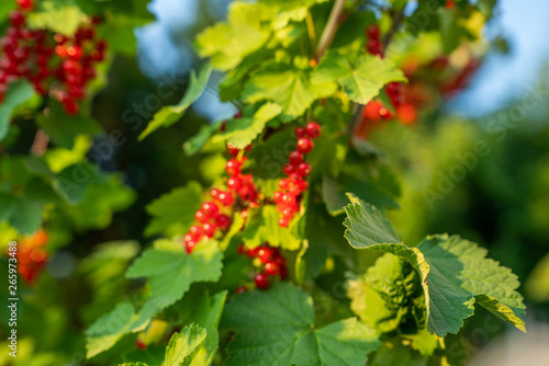 Red Currant hanging on a bush. Ripe currants in the garden. Selective focus. Some berries in focus, some are not.