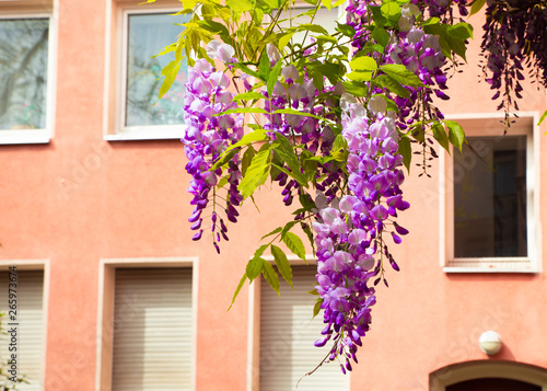 Fototapeta Naklejka Na Ścianę i Meble -  Pretty spring wisteria hanging outdoors with building in the background