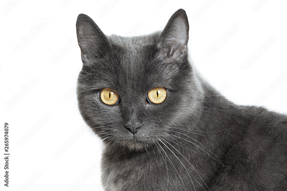 Gray cat with yellow eyes close-up isolated on a white background